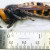 Caçada às 'vespas assassinas': cientistas conseguem capturar animal nos EUA após meses de armadilhas